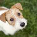 The Rewards of Volunteering at Animal Shelters in Fairfield County, Ohio