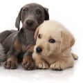 The Importance of Spaying/Neutering Services Offered by Animal Shelters in Fairfield County, Ohio