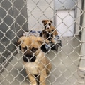 The Reality of Animal Shelters in Fairfield County, Ohio