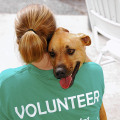 Supporting Animal Shelters in Fairfield County, Ohio: How You Can Make a Difference