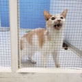 The Best Animal Shelters in Fairfield County, Ohio