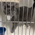 The Ins and Outs of Animal Shelters in Fairfield County, Ohio