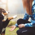 The Fulfilling Experience of Becoming a Foster Parent for Animals in Fairfield County, Ohio