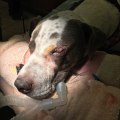 The Power of Donations for Animal Shelters in Fairfield County, Ohio