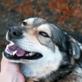 The Journey of Adopting an Animal from Shelters in Fairfield County, Ohio