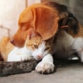 The Process of Surrendering an Animal to Shelters in Fairfield County, Ohio
