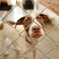 Reclaiming Your Lost Pet: A Guide to Animal Shelters in Fairfield County, Ohio