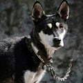 The Power of Social Media for Animal Shelters in Fairfield County, Ohio
