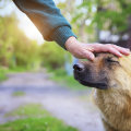 The Truth About Adoption Fees at Shelters in Fairfield County, Ohio