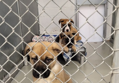 The Reality of Animal Shelters in Fairfield County, Ohio