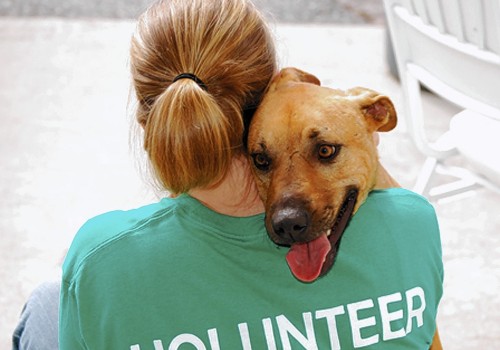 Supporting Animal Shelters in Fairfield County, Ohio: How You Can Make a Difference