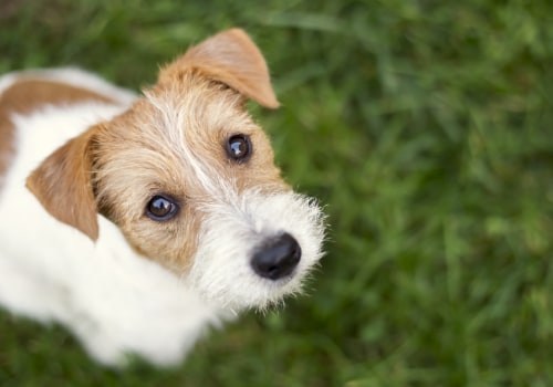 Volunteering at Animal Shelters: Age Restrictions and Requirements in Fairfield County, Ohio