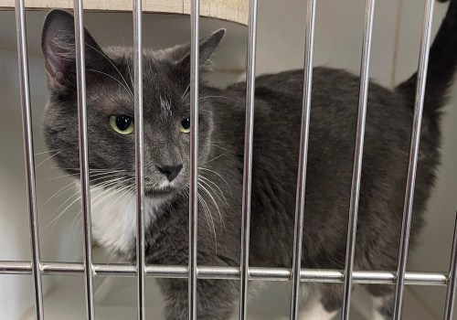 The Ins and Outs of Animal Shelters in Fairfield County, Ohio