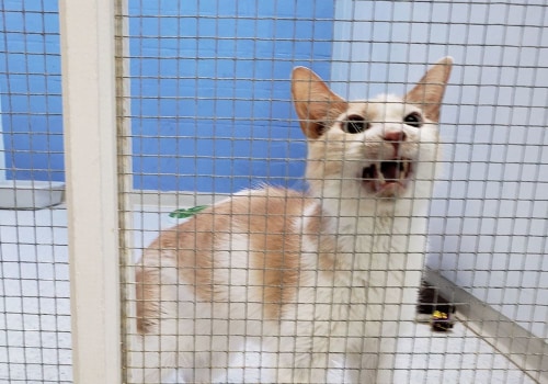 Exploring the World of Animal Shelters in Fairfield County, Ohio