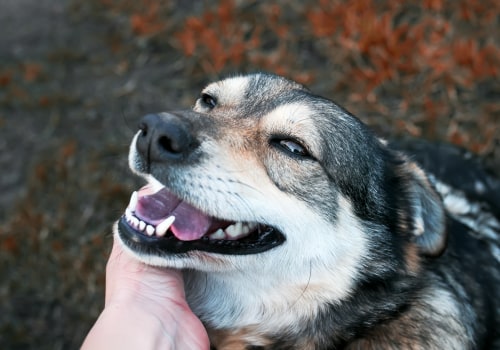 The Journey of Adopting Animals with Special Needs in Fairfield County, Ohio