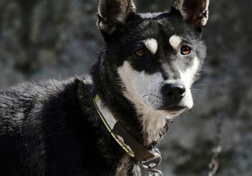 The Impact of Education in Animal Shelters: A Comprehensive Overview of Fairfield County, Ohio