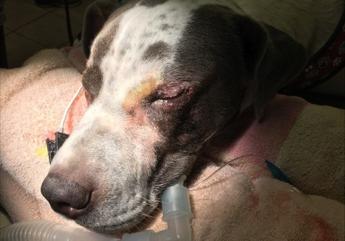 The Power of Donations for Animal Shelters in Fairfield County, Ohio