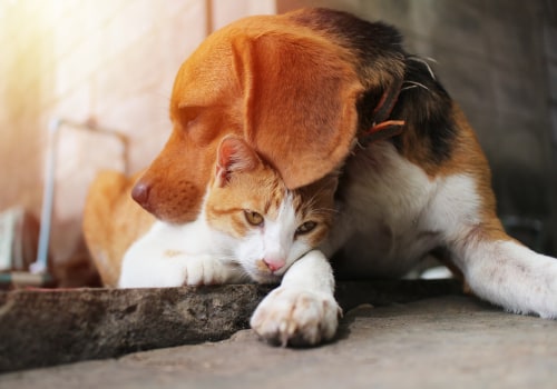 The Fight Against Animal Abuse and Neglect in Fairfield County, Ohio