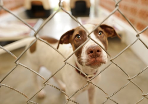 Reclaiming Your Lost Pet: A Guide to Animal Shelters in Fairfield County, Ohio