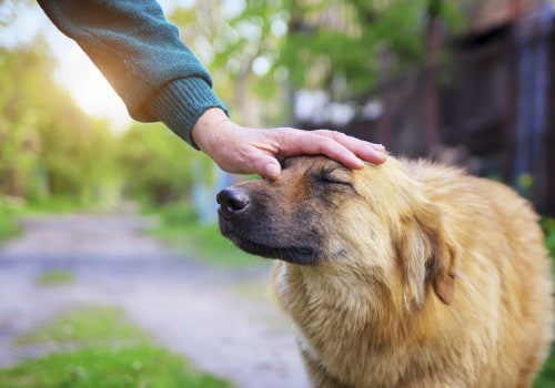 The Truth About Adoption Fees at Shelters in Fairfield County, Ohio