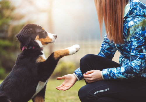 The Impact of Lost and Found Programs in Animal Shelters in Fairfield County, Ohio